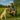 Ge hundgodis till en labrador