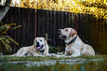 Är hunden människans bästa vän?
