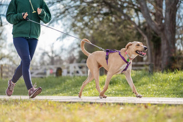 En komplett guide till hundsele, hundkoppel och hundhalsband: Vad passar din hund bäst?