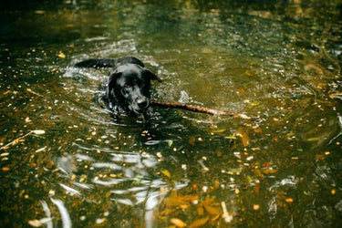 Så tränar du din hund under höst och vinter – Tips för aktiv lek och träning i kyligt väder