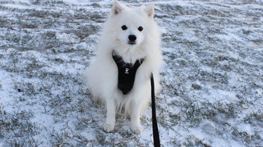 Japansk spets i en Hurrta weekend warrior hundsele