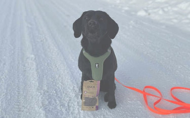 labrador i hundsele
