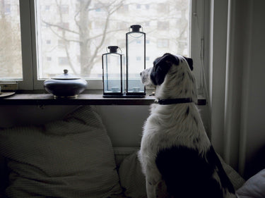Så lär du din hund att vara ensam hemma