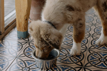 Hund som äter i en matskål