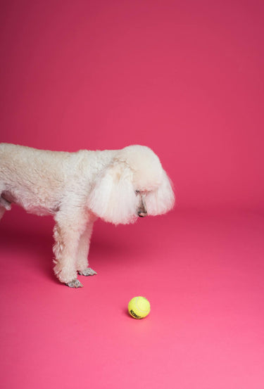 Hund som leker med en boll