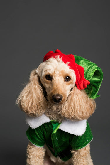 10 Perfekta Julklappar till din hund – Ge din bästa vän en magisk jul