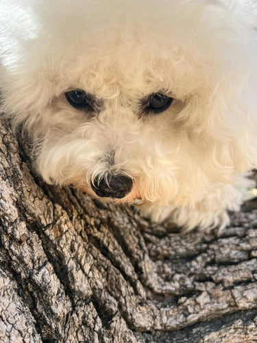 Liten vit hund