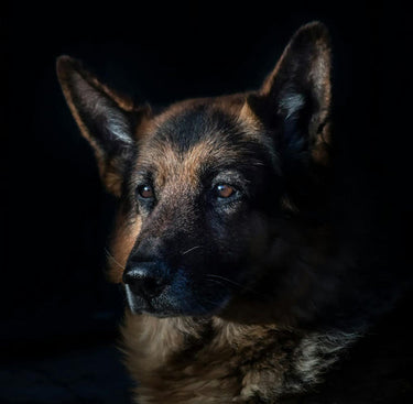 Hund i mörkret