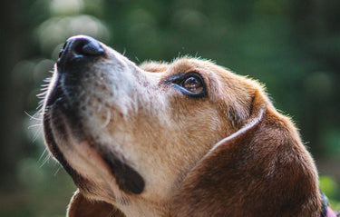 Hund lös i skogen – Vad gäller egentligen?