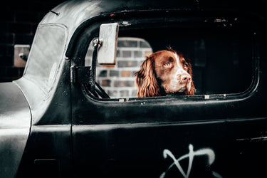 Hund i bil