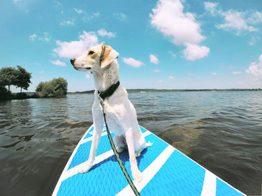 Sommaren med hund - tips, packlista och vandringsleder i Sverige